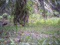 Memikat Ayam Hutan Garuk Ning Tapau images Memikat Ayam Hutan Garuk Ning Tapau