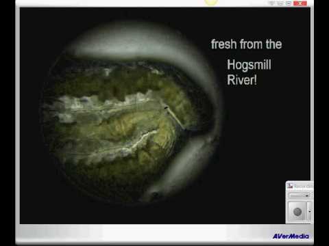 Visualiser - Freshwater Inverts Avi