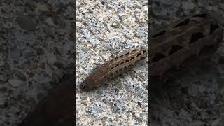 Worm Stops Time For A Second