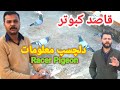 ||Racer Kabootar|Pakistan Pigeon Racing|UkhanVlogs|نایاب نسل pigeon in pakistan