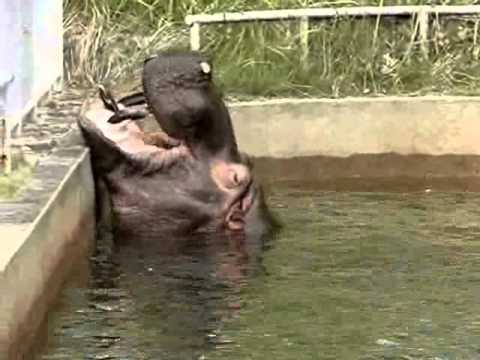 あーん♪　カバさんのおやつタイム　　東山動物園　hippo