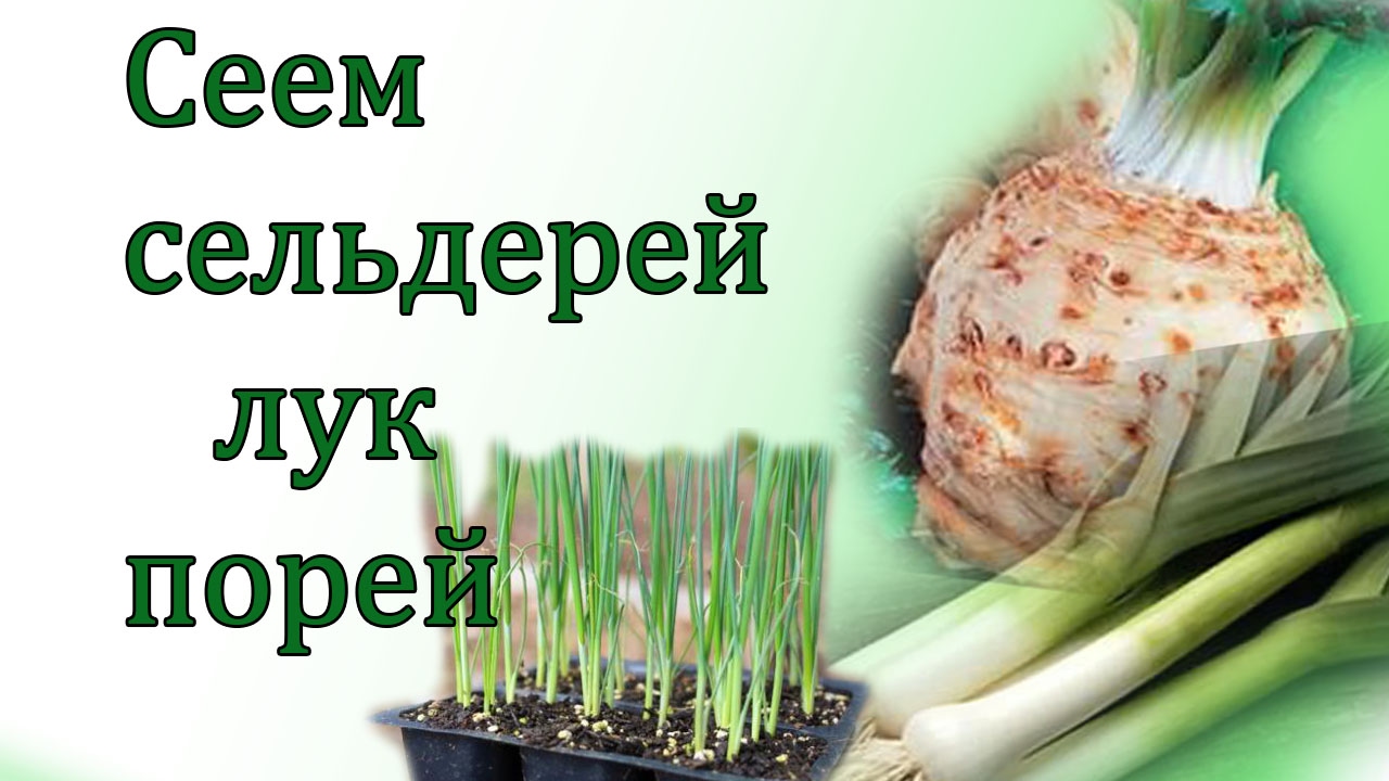Сажаем на рассаду лук порей Сажаем на рассаду лук порей