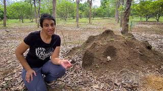 Termite Mounds and Green living in Climate Science