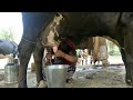 how to get cow making milk in process fresh milk village