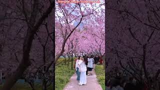 The Cherry Blossoms Are Blooming In Shanghai Jingan Sculpture Park