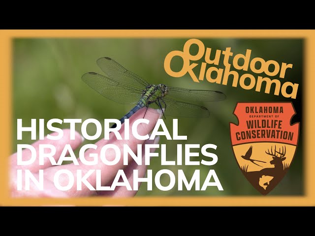 Watch Historical Dragonflies in Oklahoma. on YouTube.