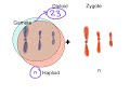 Unit 5, Day 1 - Meiosis (Part 1 of 2)