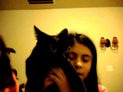Funny Cats Video. XxTheFunnyVideosxX: Funny Cat Videos. Mar 7, 2010 8:22 PM. Here is one funny video that has lots of clips put together. Come back soon fore more funny video