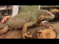 Reptiles, Amphibians, Invertebrates & Small Pets : Iguana Facts