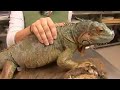 Reptiles, Amphibians, Invertebrates & Small Pets : Iguana Facts