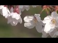 2009 日本一の桜 弘前さくらまつり!Cherry blossoms in Japan!