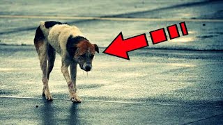 Köpek Otoyolun Kenarında Kaderine Razı Olarak Yatıyordu. Gözyaşlarına Neden Olan Bir Hikaye