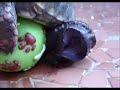 Turtle Bangs Squeeze Toy