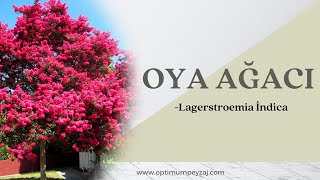 Bi̇tki̇ Ansi̇klopedi̇si̇ Oya Ağaci-Lagerstroemi̇a İndi̇ca Nedi̇r? Hastaliklari Nelerdi̇r?