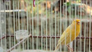 Suara pancingan kenari panjang agar cepat gacor