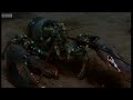 Breeding Lobsters at war! - Blue Planet: A Natural History of the Oceans - BBC