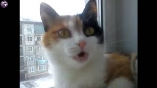 Funny Cats #2 - by Pet Friend