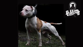 Staffordshire Bull Terriers - Marco De Kruijk From Quinlent Staffords Part 2