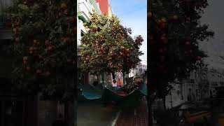 How Oranges Are Harvested In Spain