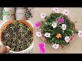 how to grow portulaca from seeds | portulaca growing tips | 10 o clock | mose rose