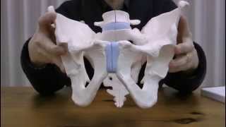 男性骨盤，3分解モデル：動画
