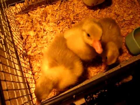 3 Day Old Sebastopol Geese at Saynora Farms