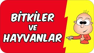 Bitkiler ve Hayvanlar | 2. Sınıf Hayat Bilgisi