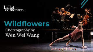 Wild Flowers - Trailer - Wen Wei Wang For Ballet Edmonton