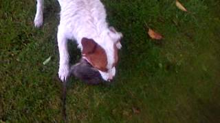 Ratting With Patterdale Terriers.