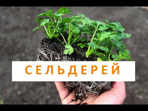 Выращивание сельдерея – посадка и уход (Московская область)