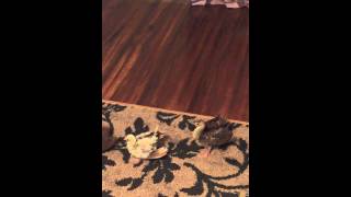 Watch Start Peacocks video