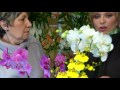 cultivo anturios