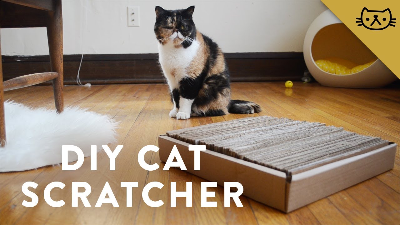 DIY Cardboard Cat Scratcher with Pudge - YouTube