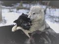 The Tenderness of a Wolf