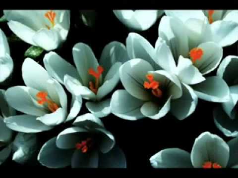 Igo - Karena Aku Punya Kamu