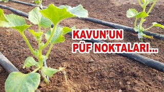 Kavun Yeti̇şti̇ri̇ci̇li̇ği̇ni̇n Püf Noktalari Li̇nkteki̇ Vi̇deolari Da İzleyi̇ni̇z