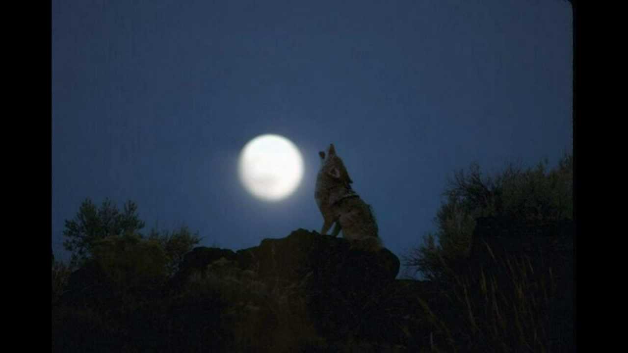 coyote howling