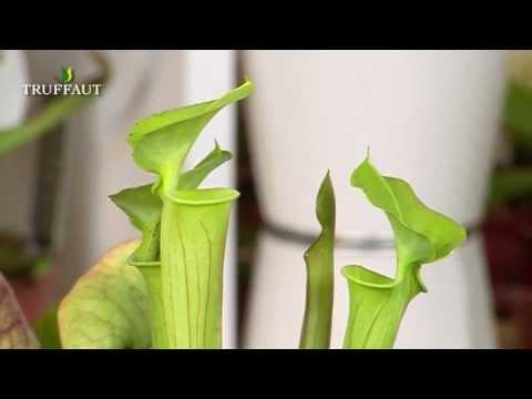 Quel Plante Fleur Pour Le Marc De Cafe Quel Plante Fleur Pour Le Marc De Cafe