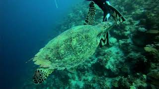 SKIDDING TURTLE