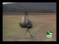 Emus Dancing