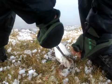 клев щуки в красноярске прогноз клев щуки в красноярске прогноз