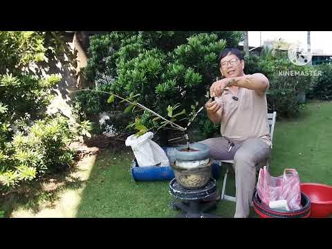 Cách tạo dáng cho cây mai vàng @anhbaovevlogs4059