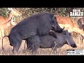 Warthogs Making Babies (Making Bacon?) | African Safari Sighting