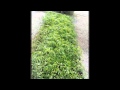 GROWING TOMATO VIDEO