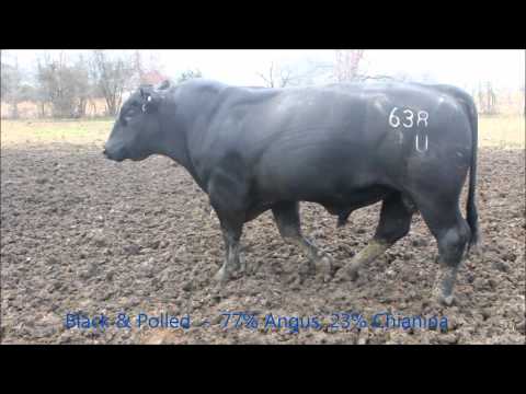 Chiangus Cattle