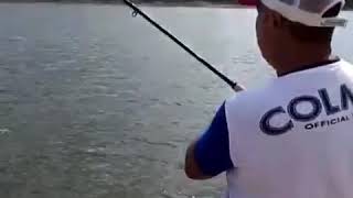 Colmic Feeder