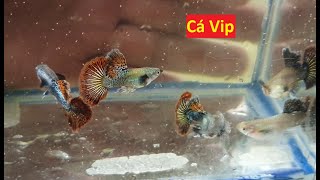 Bộ Cá 7 Màu Rồng Giống Mới Cực Đẹp