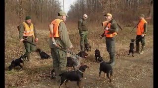 Deutscher Jagdterrier Ponjavička Fci 5639