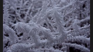 Incredible Hoar Frost!!