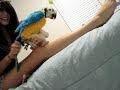 zoofilie